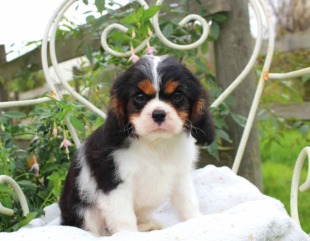 Myrtille Vimeux - Chiot disponible  - Cavalier King Charles Spaniel