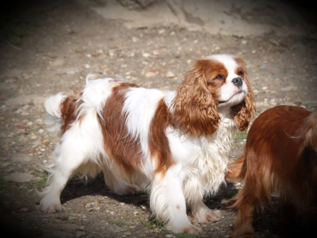 Poupoupidou du clos d'Arlequin