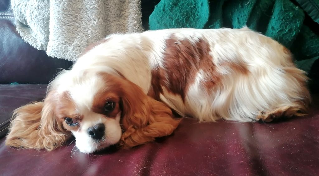 Salem Du Val De La Licorne