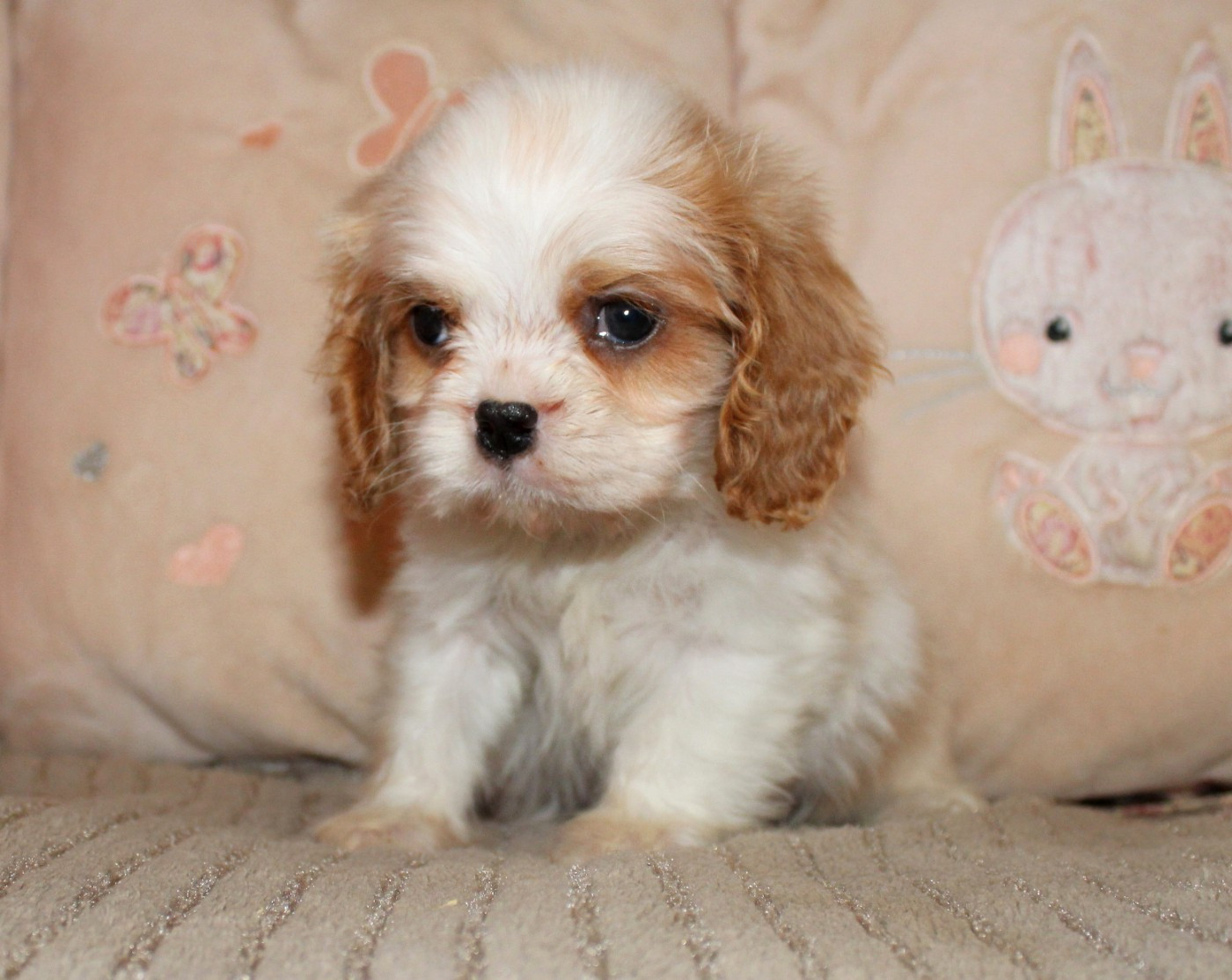 Myrtille Vimeux - Chiots disponibles - Cavalier King Charles Spaniel