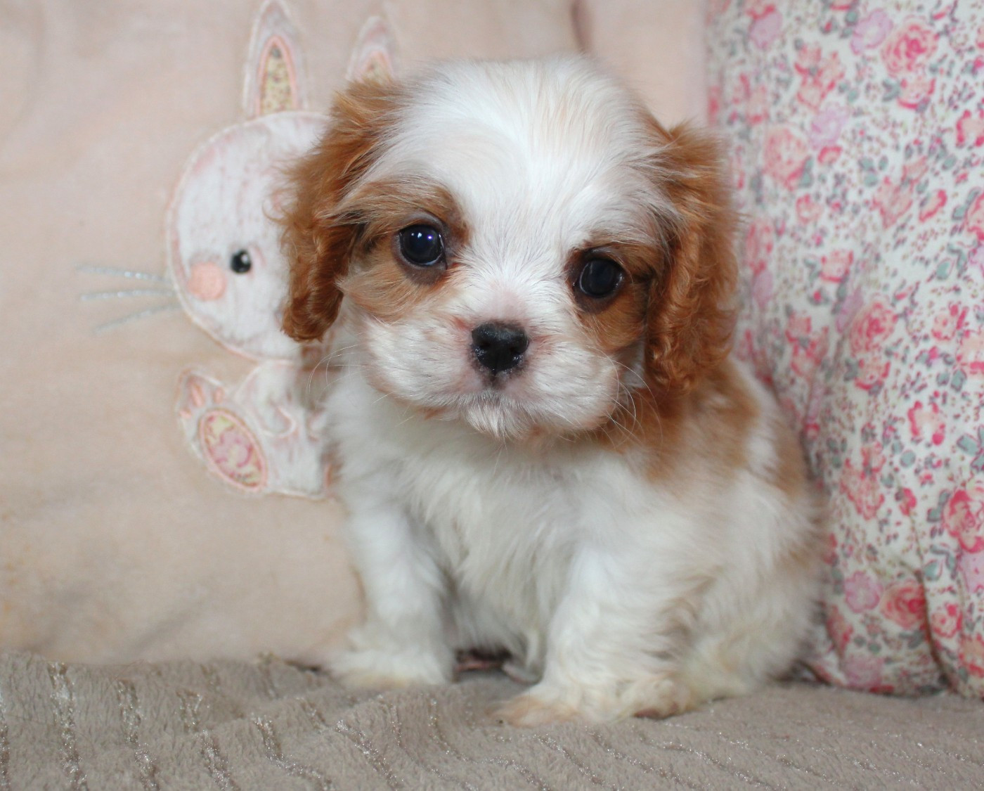 Myrtille Vimeux - Chiots disponibles - Cavalier King Charles Spaniel