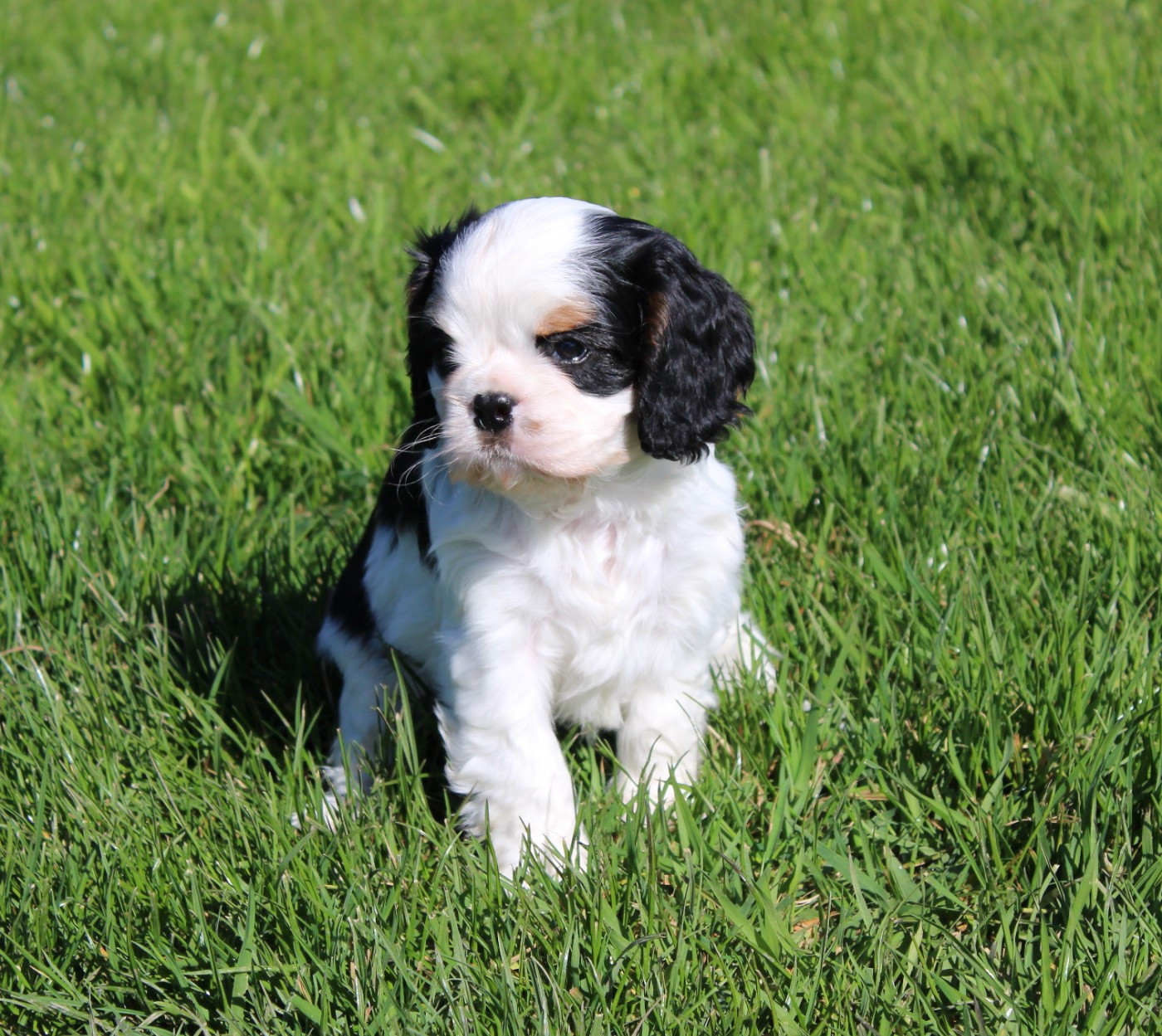 Myrtille Vimeux - Chiots disponibles - Cavalier King Charles Spaniel