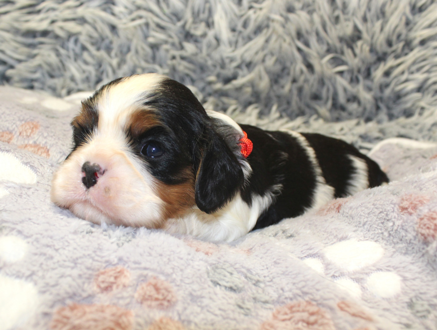 Myrtille Vimeux - Chiots disponibles - Cavalier King Charles Spaniel