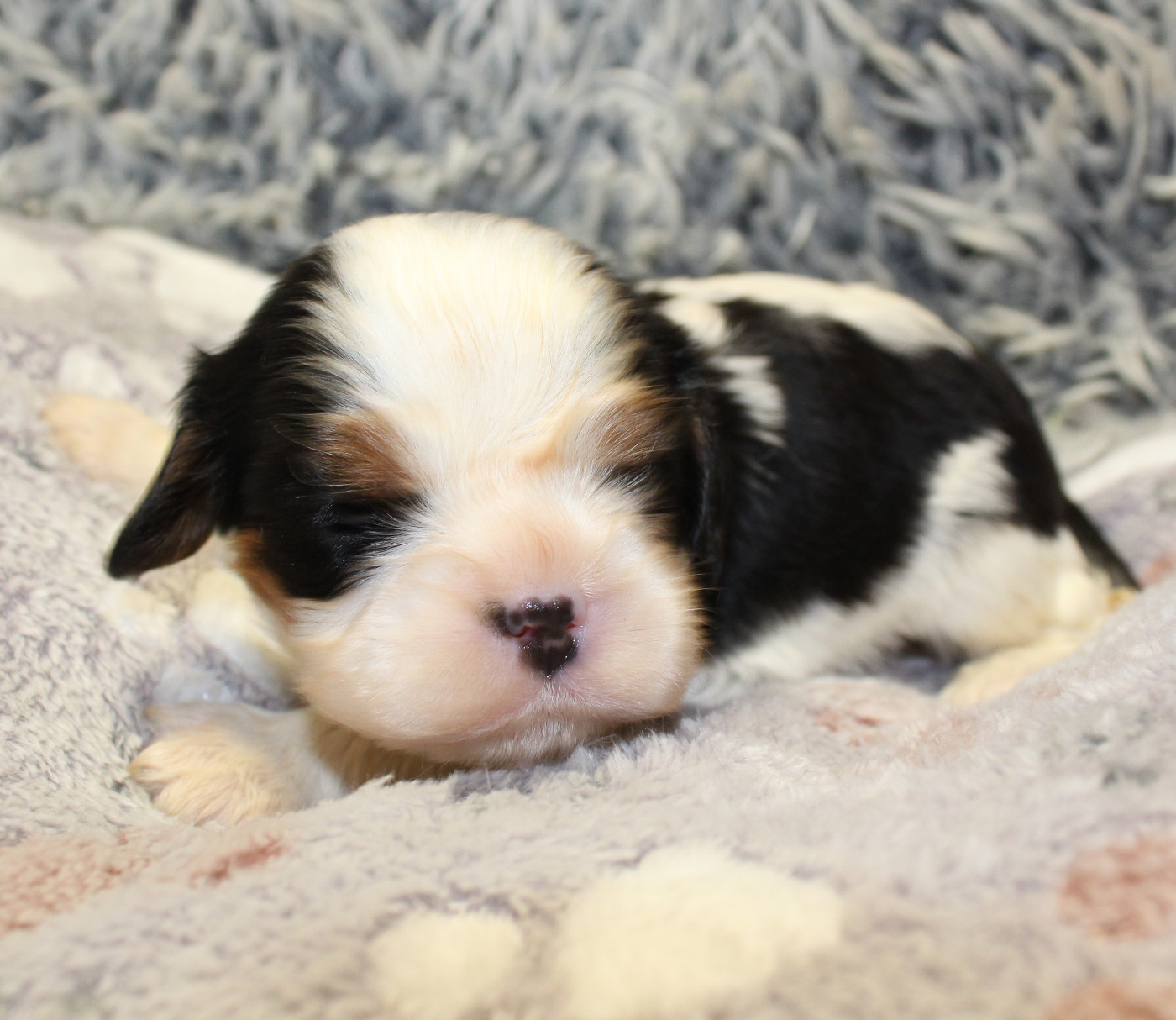 Myrtille Vimeux - Chiots disponibles - Cavalier King Charles Spaniel