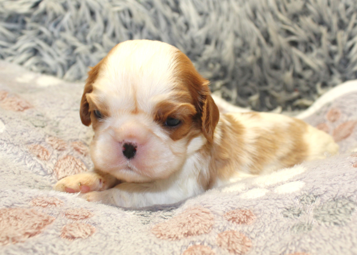 Myrtille Vimeux - Chiots disponibles - Cavalier King Charles Spaniel