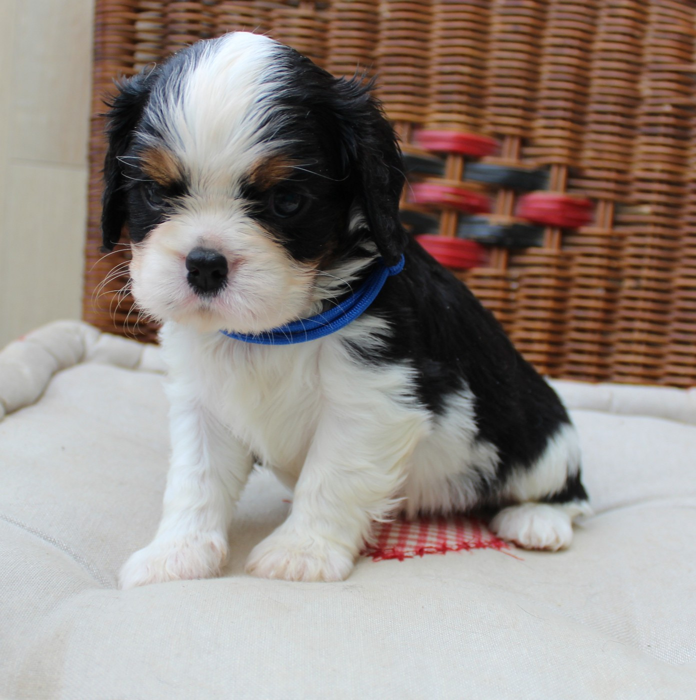 Myrtille Vimeux - Chiots disponibles - Cavalier King Charles Spaniel