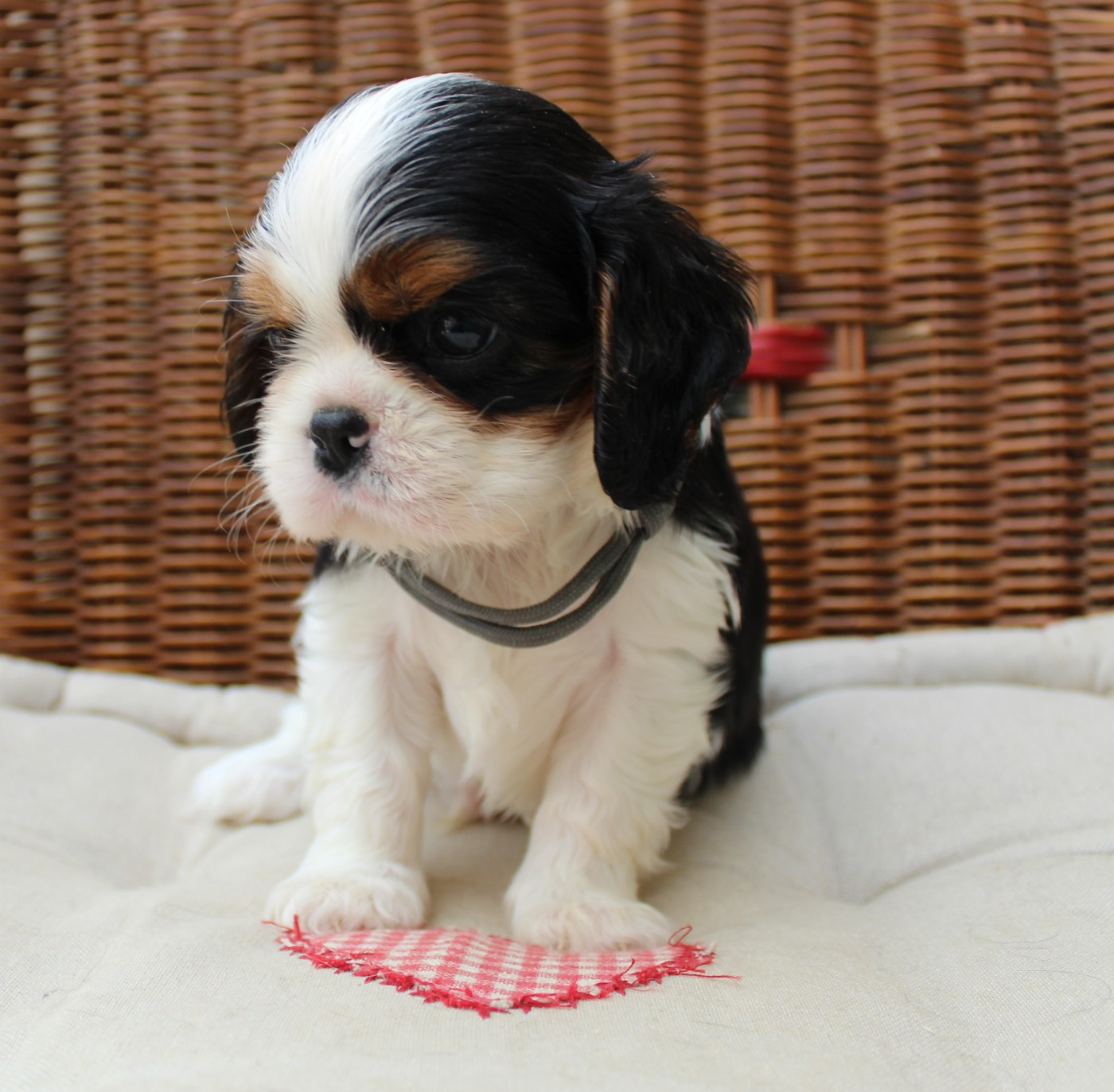 Myrtille Vimeux - Chiots disponibles - Cavalier King Charles Spaniel