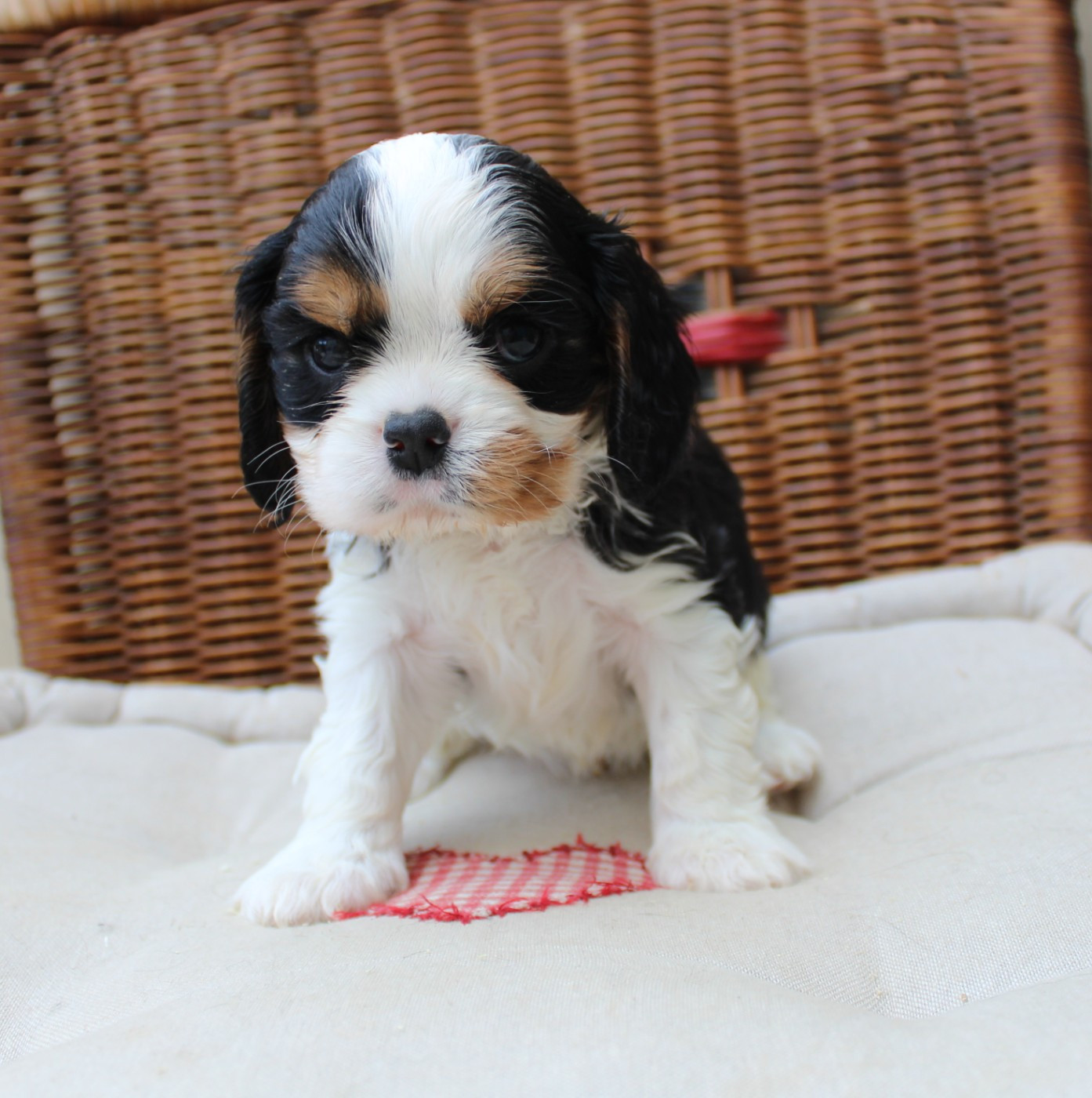 Myrtille Vimeux - Chiots disponibles - Cavalier King Charles Spaniel