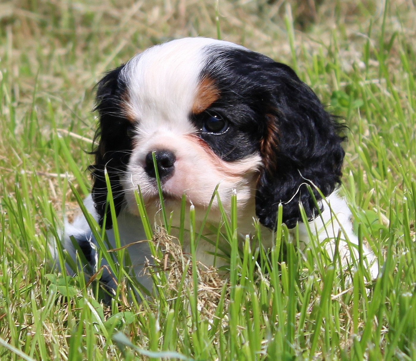 Myrtille Vimeux - Cavalier King Charles Spaniel - Portée née le 04/04/2026