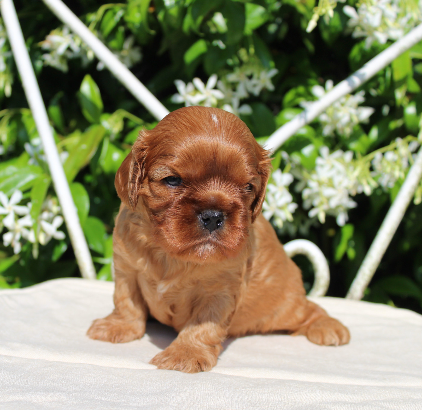 Myrtille Vimeux - Chiots disponibles - Cavalier King Charles Spaniel