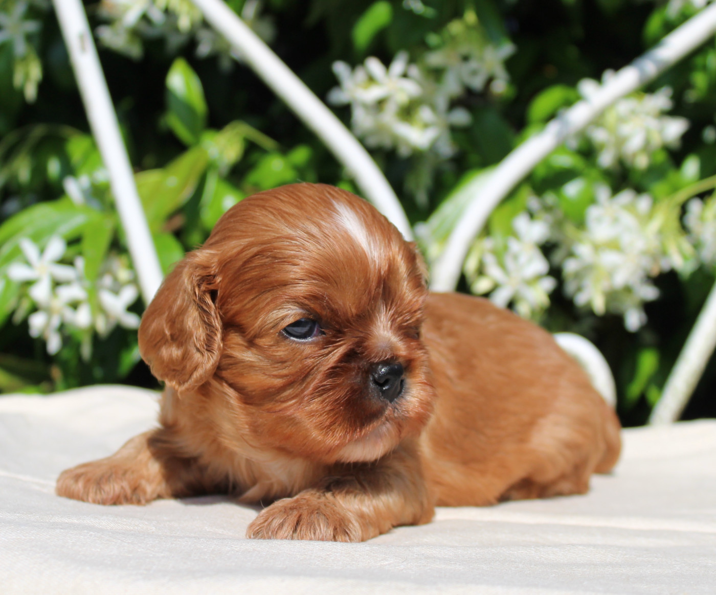 Myrtille Vimeux - Chiots disponibles - Cavalier King Charles Spaniel