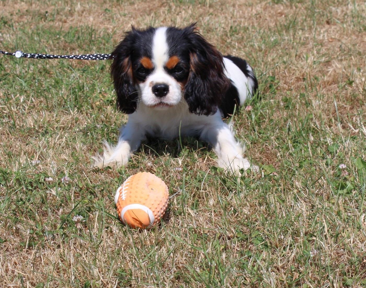 Myrtille Vimeux - Chiots disponibles - Cavalier King Charles Spaniel