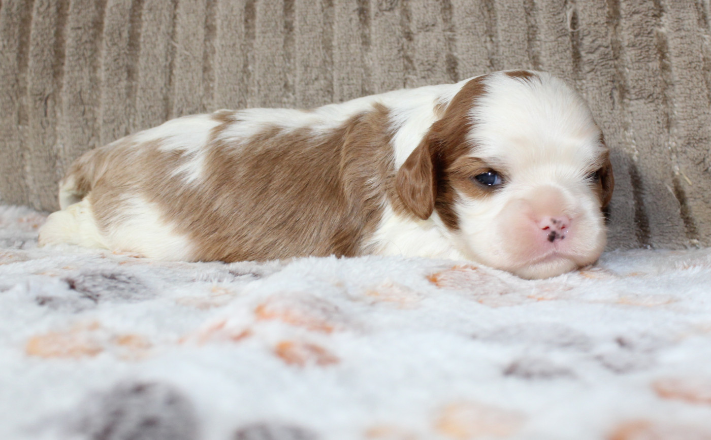 Myrtille Vimeux - Chiots disponibles - Cavalier King Charles Spaniel