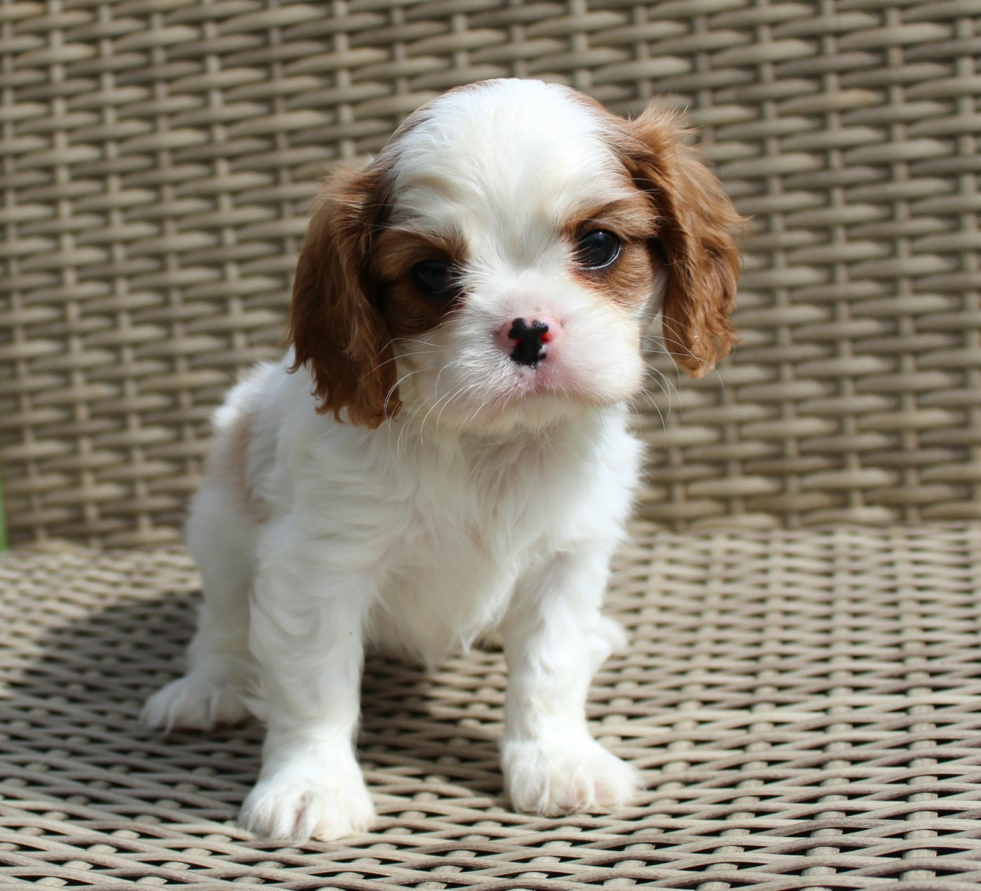 Myrtille Vimeux - Chiots disponibles - Cavalier King Charles Spaniel
