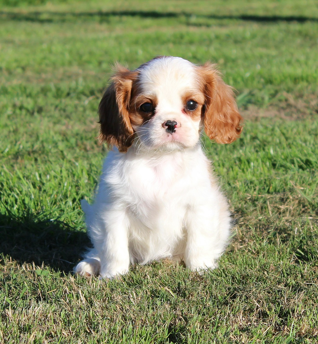 Myrtille Vimeux - Chiots disponibles - Cavalier King Charles Spaniel