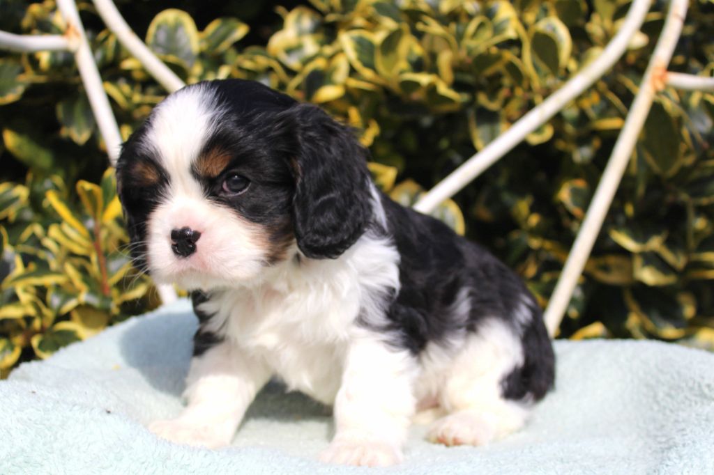 Myrtille Vimeux - Chiots disponibles - Cavalier King Charles Spaniel