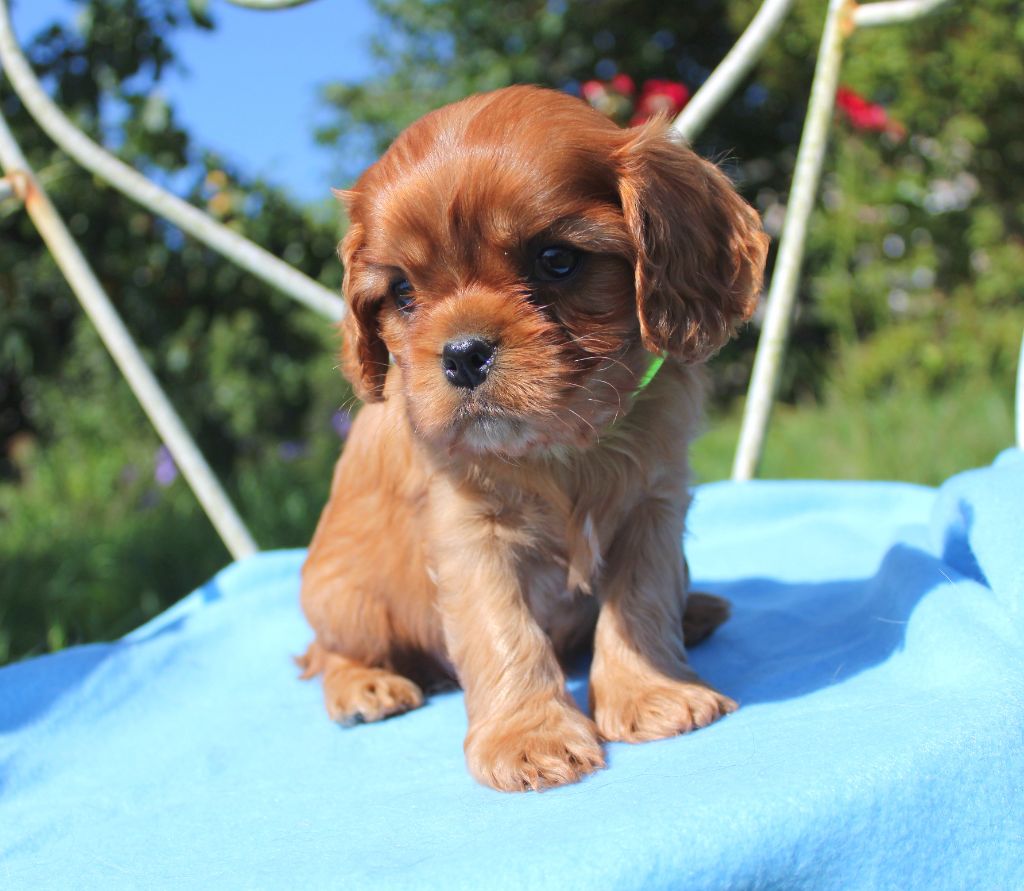 Myrtille Vimeux - Chiots disponibles - Cavalier King Charles Spaniel