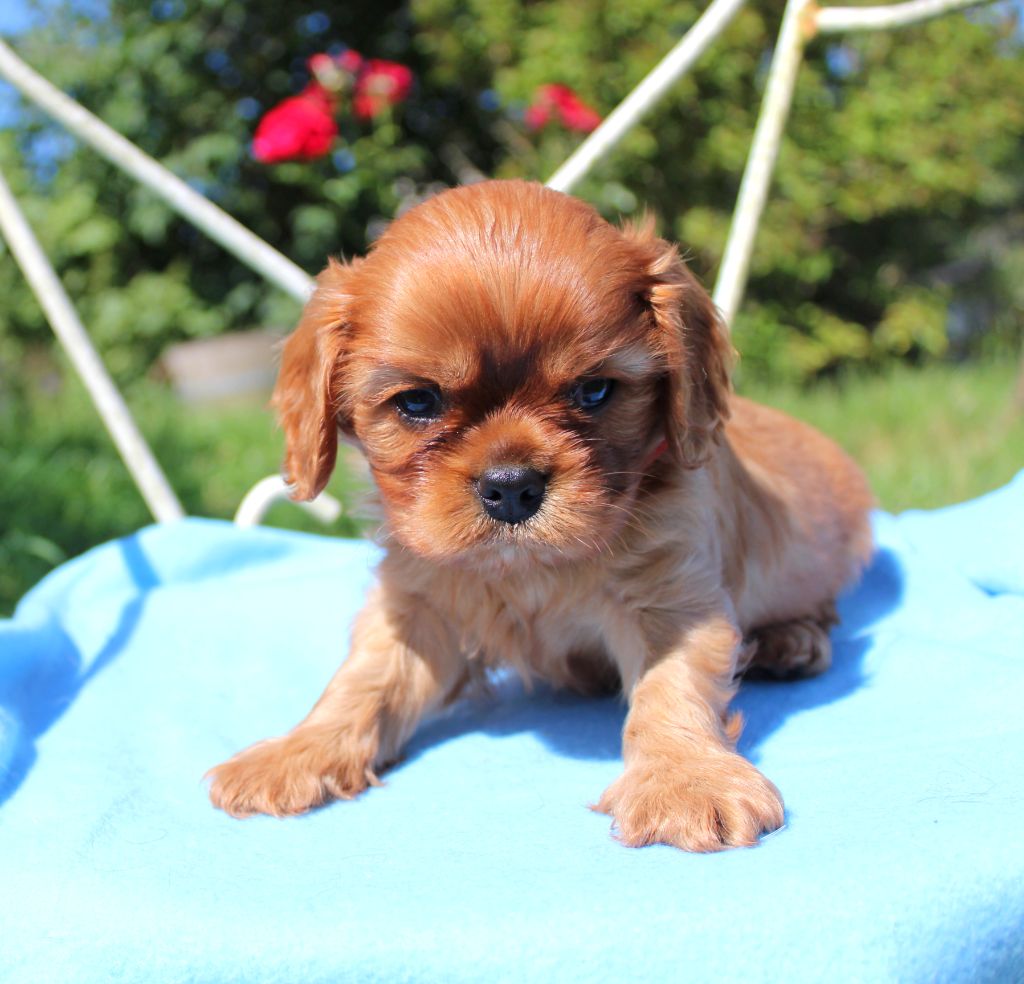 Myrtille Vimeux - Chiots disponibles - Cavalier King Charles Spaniel