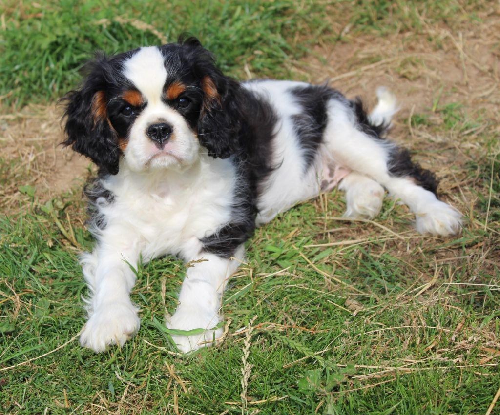 Myrtille Vimeux - Chiots disponibles - Cavalier King Charles Spaniel