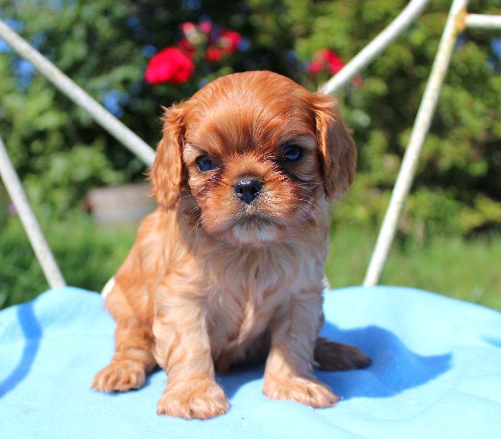 Myrtille Vimeux - Chiots disponibles - Cavalier King Charles Spaniel