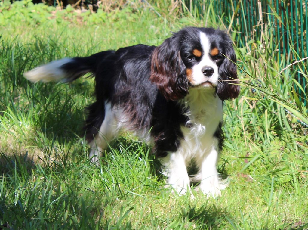 Myrtille Vimeux - Chiots disponibles - Cavalier King Charles Spaniel