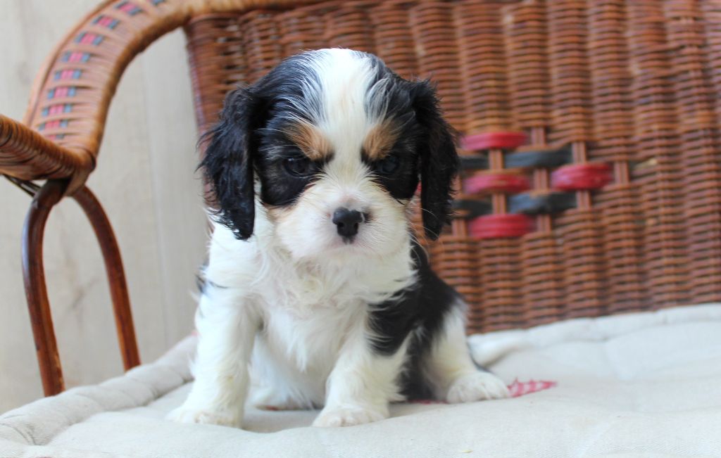 Myrtille Vimeux - Chiots disponibles - Cavalier King Charles Spaniel