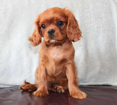 CHIOT 1