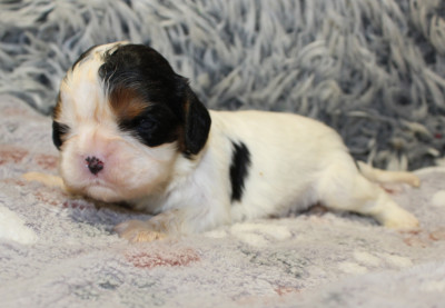 Chiot N°7