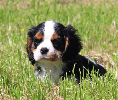 Chiot N°4