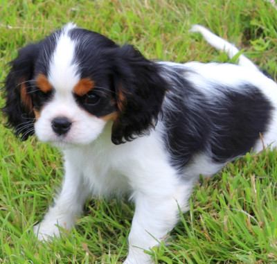 Chiot N°2