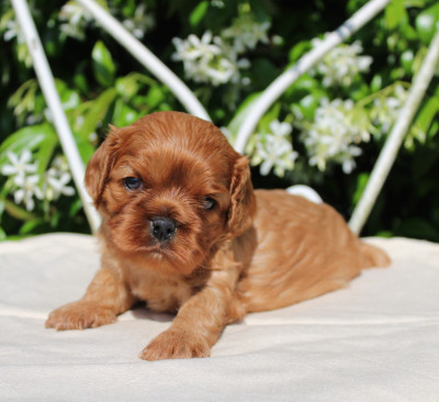 Chiot N°3