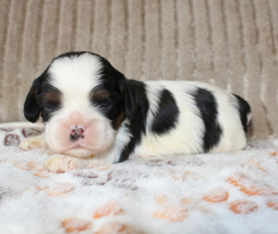 Chiot N°1
