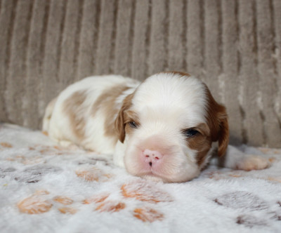 Chiot N°2