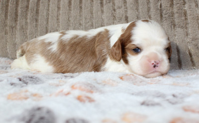 Chiot N°3