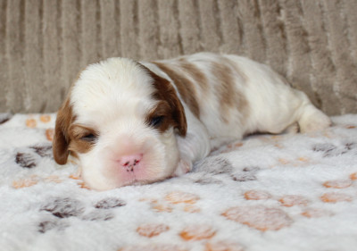 Chiot N°4
