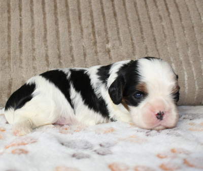 Chiot N°5