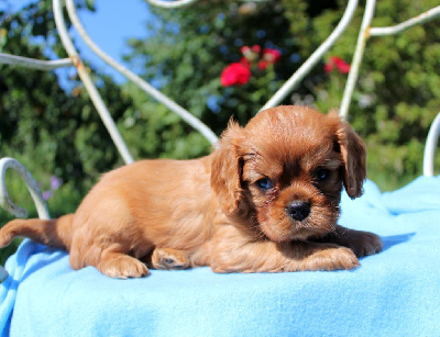 CHIOT 3