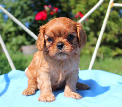 CHIOT 4