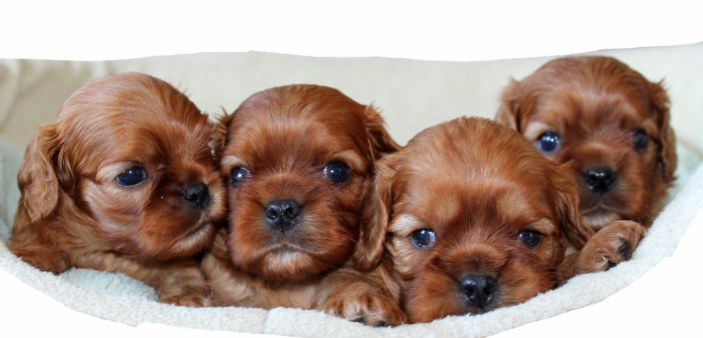 Chiot Cavalier King Charles Spaniel Myrtille Vimeux
