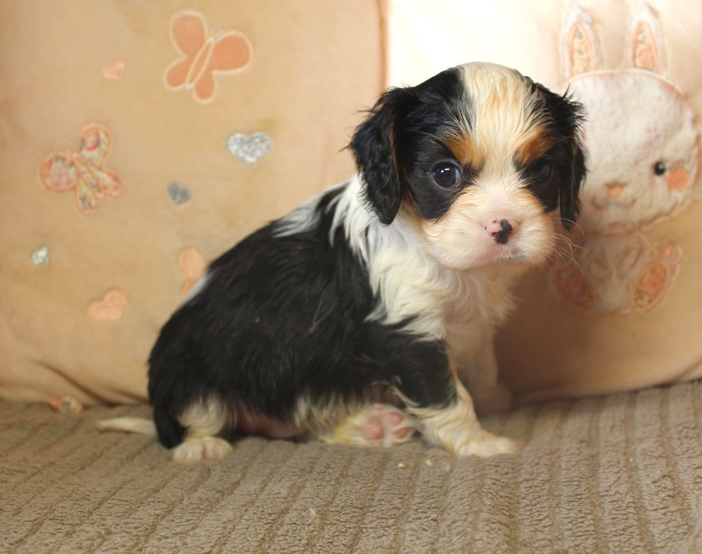 Myrtille Vimeux - Chiots disponibles - Cavalier King Charles Spaniel