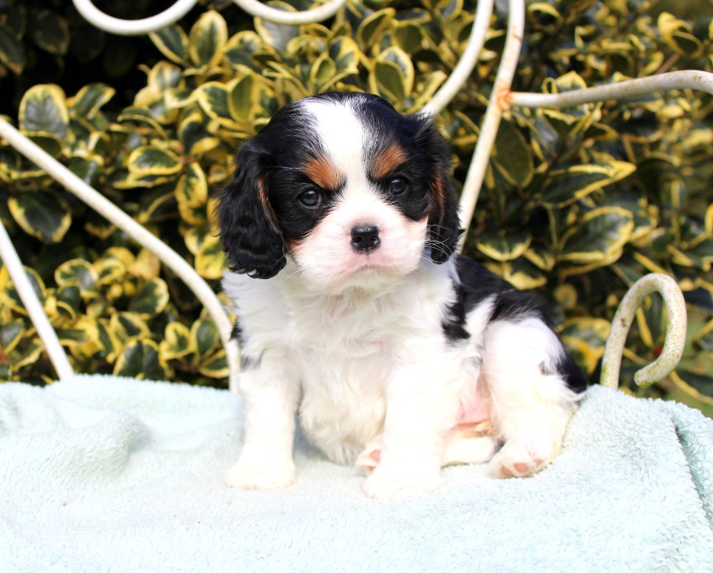 Myrtille Vimeux - Chiots disponibles - Cavalier King Charles Spaniel