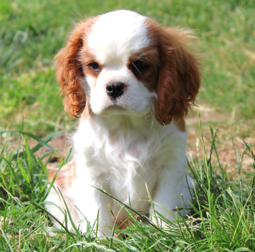 Myrtille Vimeux - Chiots disponibles - Cavalier King Charles Spaniel