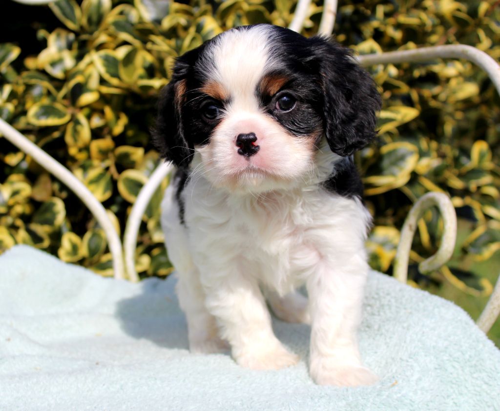 Myrtille Vimeux - Chiots disponibles - Cavalier King Charles Spaniel