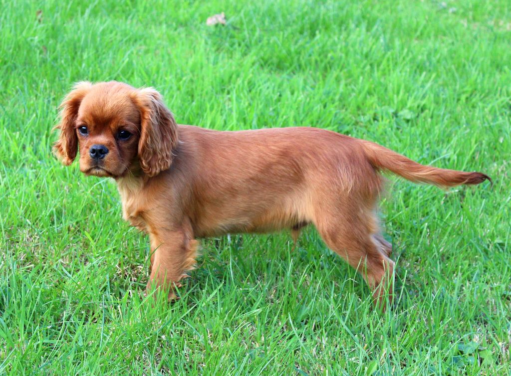 Myrtille Vimeux - Chiots disponibles - Cavalier King Charles Spaniel