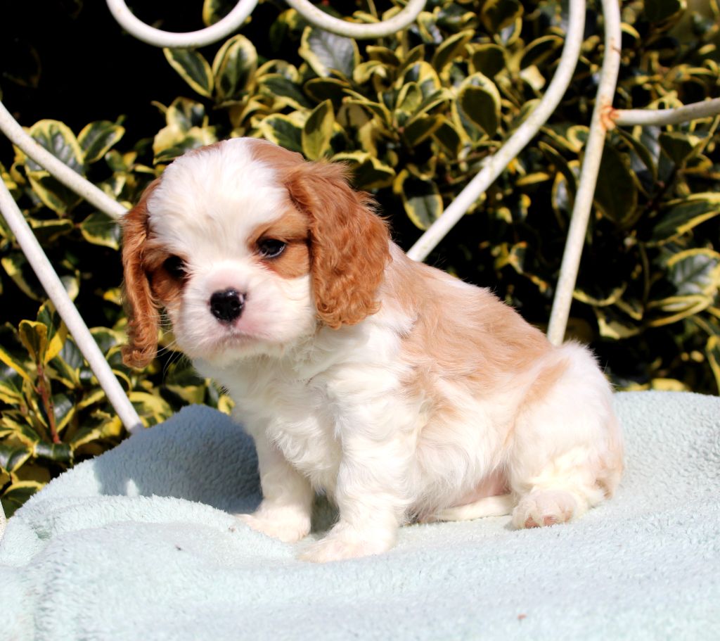 Myrtille Vimeux - Chiots disponibles - Cavalier King Charles Spaniel